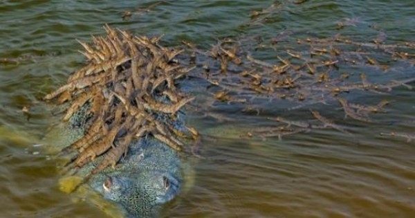 صورة أدهشت العالم.. تمساح نادر يسير حاملا المئات من صغاره فوق رأسه Articles_image120200905064135bcgI
